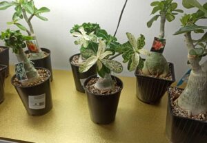 Подогрев грунта в домашних условиях электрическими панелями Хотпанел