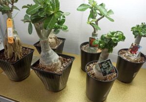 Подогрев грунта в домашних условиях электрическими панелями Хотпанел