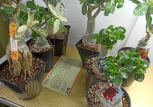 Подогрев грунта в домашних условиях электрическими панелями Хотпанел