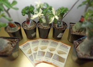 Подогрев грунта в домашних условиях электрическими панелями Хотпанел